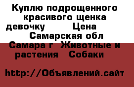 Куплю подрощенного красивого щенка(девочку!!!)  › Цена ­ 10 000 - Самарская обл., Самара г. Животные и растения » Собаки   